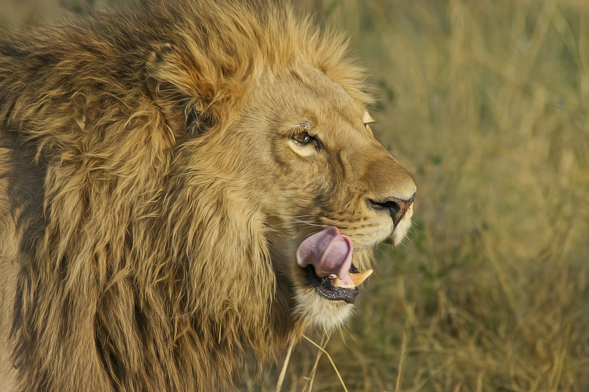 Leão na savana africana (Foto: Pixabay)