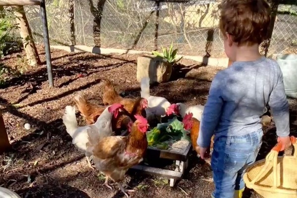 Archie, filho da duquesa Meghan Markle e do príncipe Harry, alimentando as galinhas de sua casa em Montecito, na Califórnia (Foto: Reprodução)