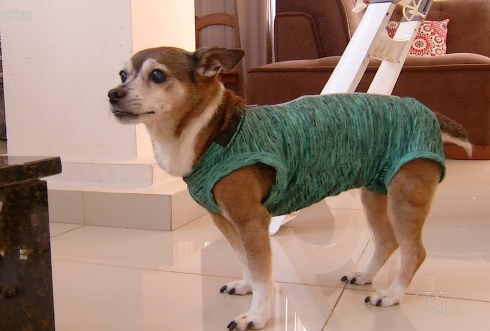 Cachorrinha Babi tem mama retirada após ser diagnosticada com câncer  — Foto: Reprodução 