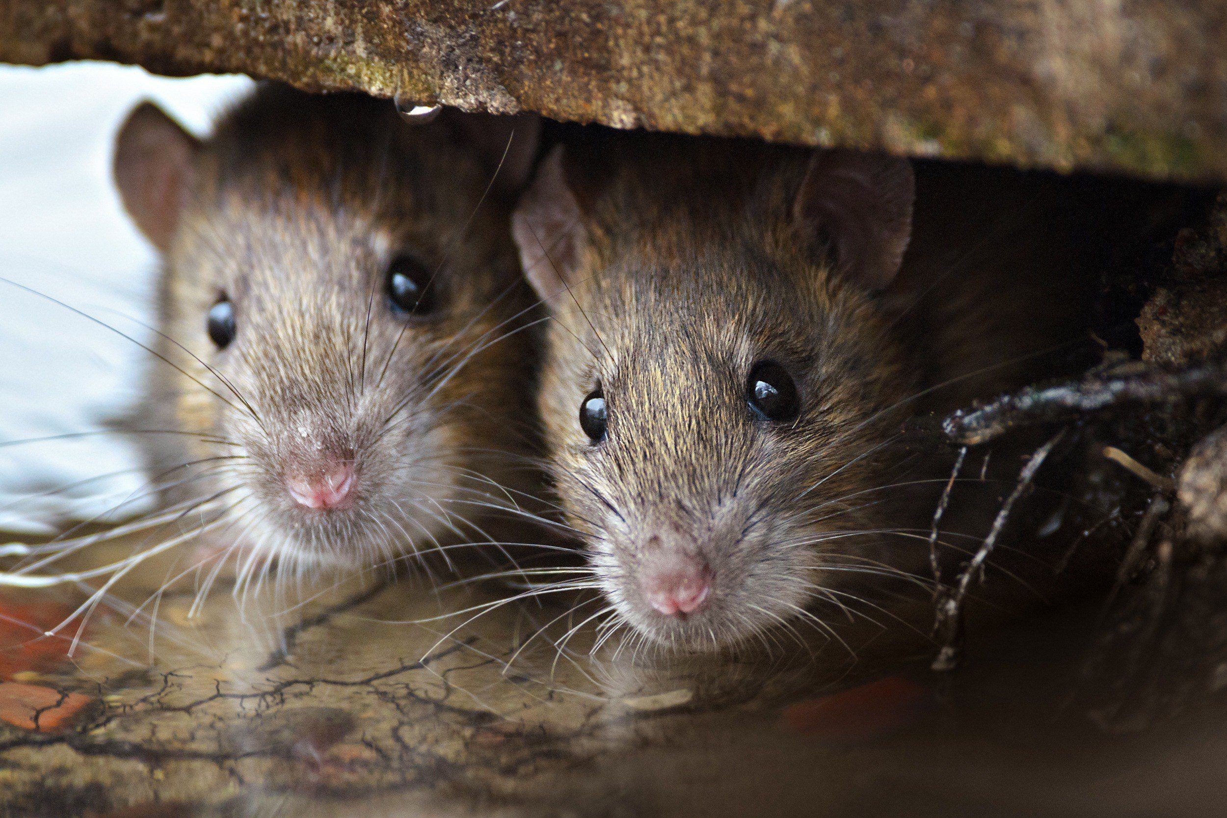 Arganaz do campo é um dos únicos roedores com relacionamentos estáveis  (Foto: Creative Commons)