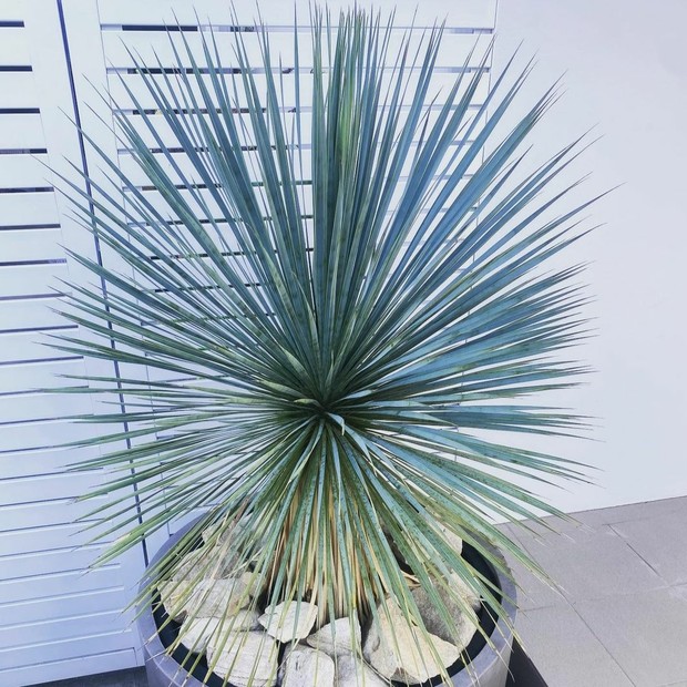 Conheça a Yucca, planta resistente e fácil de cuidar (Foto: Reprodução/Instagram @garden_exotics)