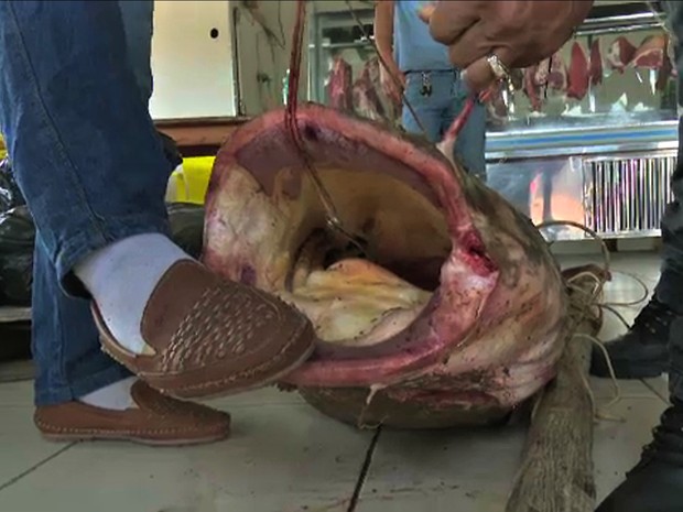 Para capturar peixe, pescador teve que usar uma linha reforçada e outro peixe como isca (Foto: Reprodução/Rede Amazônica Acre)