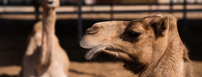 Centro de treinamento de camelos de corrida, em Al Shahaniya — Foto: Pedro Vilela/Agência i7