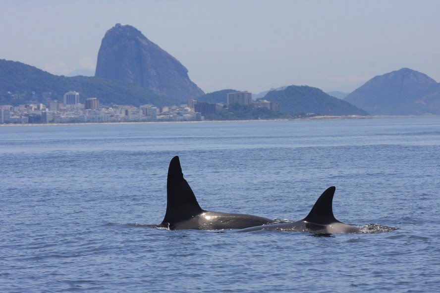Orcas fotografadas no Rio.