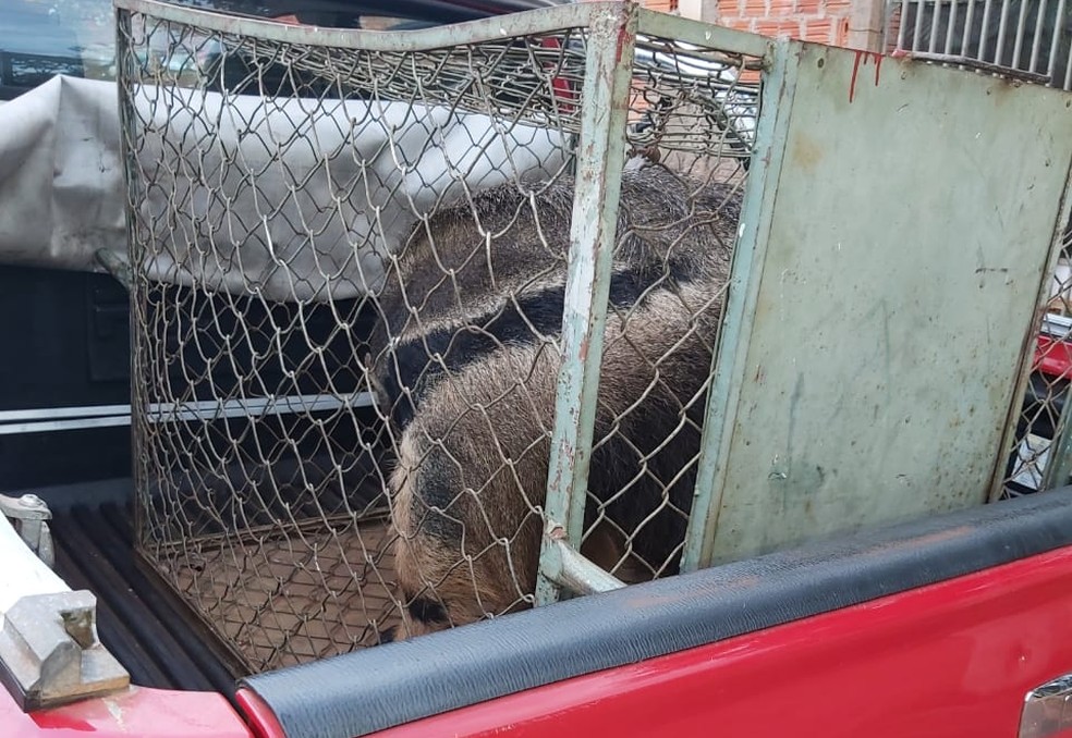 Vizinhos acionaram a corporação depois que animal invadiu casa e cachorros começaram a latir em Ourinhos — Foto: Corpo de Bombeiros/Divulgação