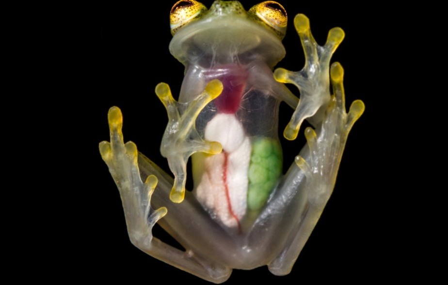 Os órgãos e ovos de uma fêmea de H. mashpi vistos claramente através de sua pele transsparente