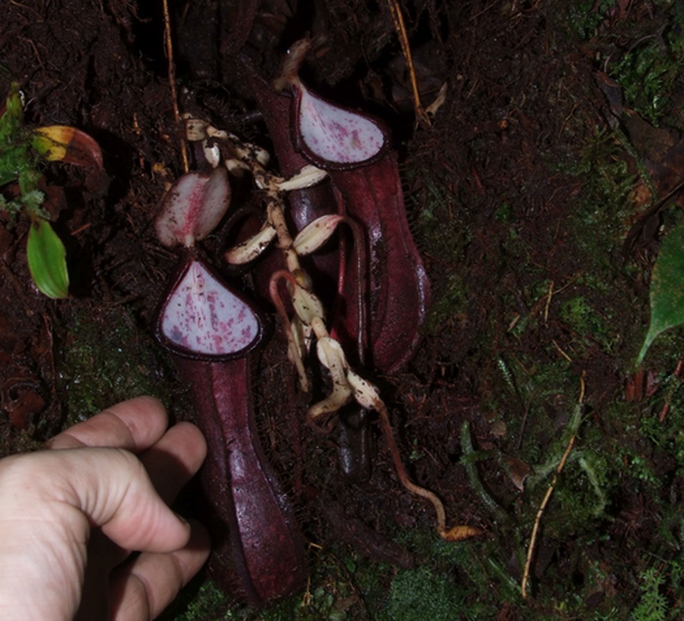 "Jarros" encontrados no subsolo na Indonésia — Foto: Martin Dančák / Divulgação