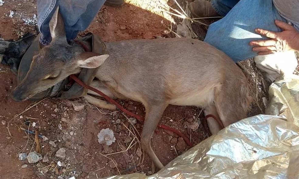 Animal será encaminhado ao Parque Ecológico de São Carlos — Foto: Adriana Camargo