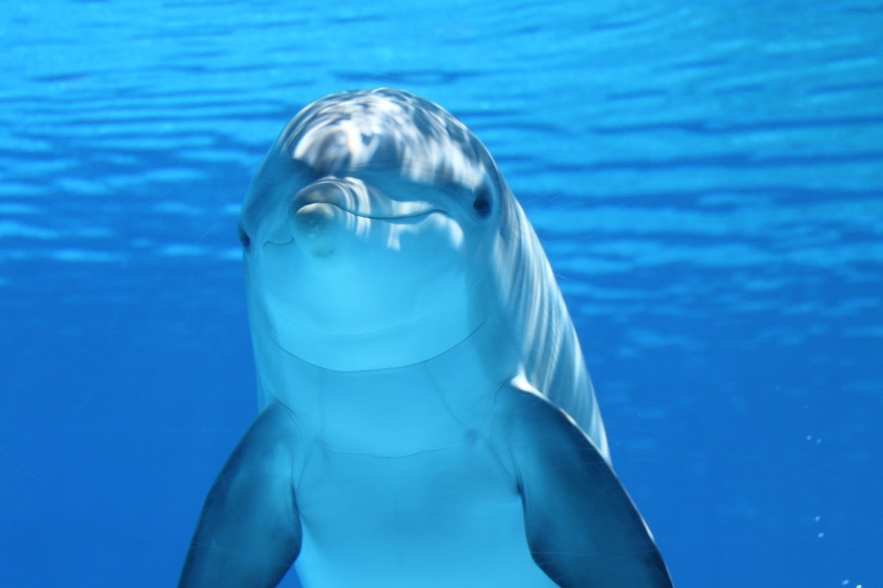 Os golfinhos são propensos a desenvolver condições de pele como leveduras e infecções bacterianas, que parecem ser exacerbadas com a mudança climática (Foto: Pexels/ Pixabay/ CreativeCommons)