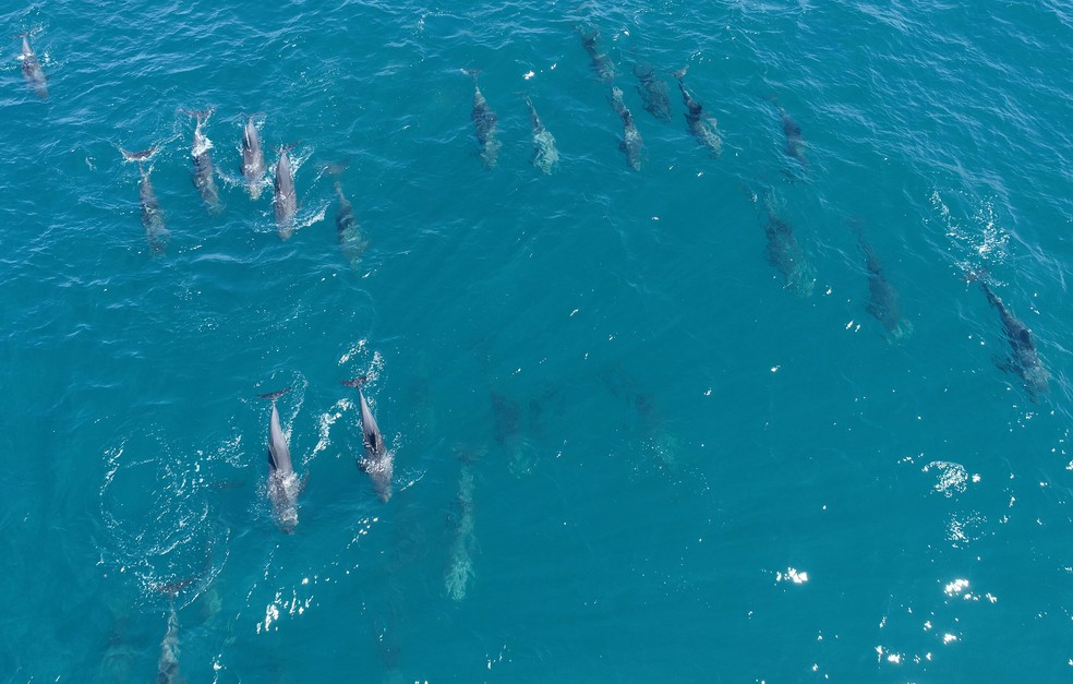 Golfinhos nadam no Oceano Índico, perto das Ilhas Maurício — Foto: Reuben Pillay/Reuters