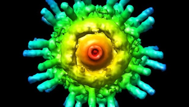 Imagem de vírus visto por meio de um microscópio eletrônico (Foto: UCSF CHIMERA/SCIENCE PHOTO LIBRARY)