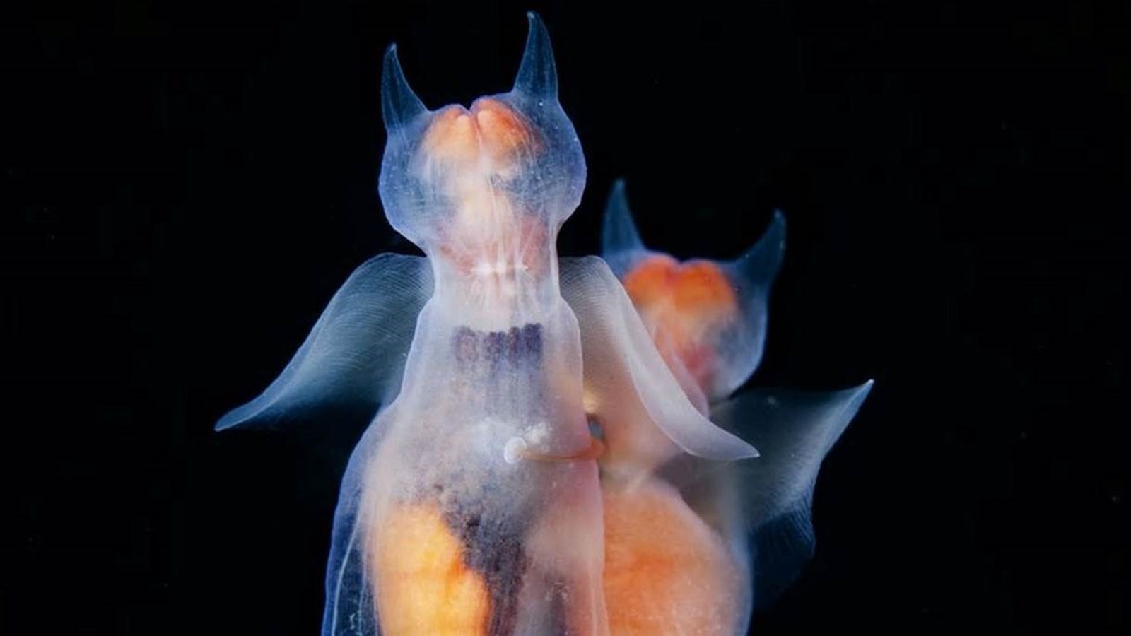 A lesma-marinha é parente do búzio, mas perdeu a concha ao longo do processo evolutivo (Foto: ANDREI NARCHUK/Royal Photographic Society)