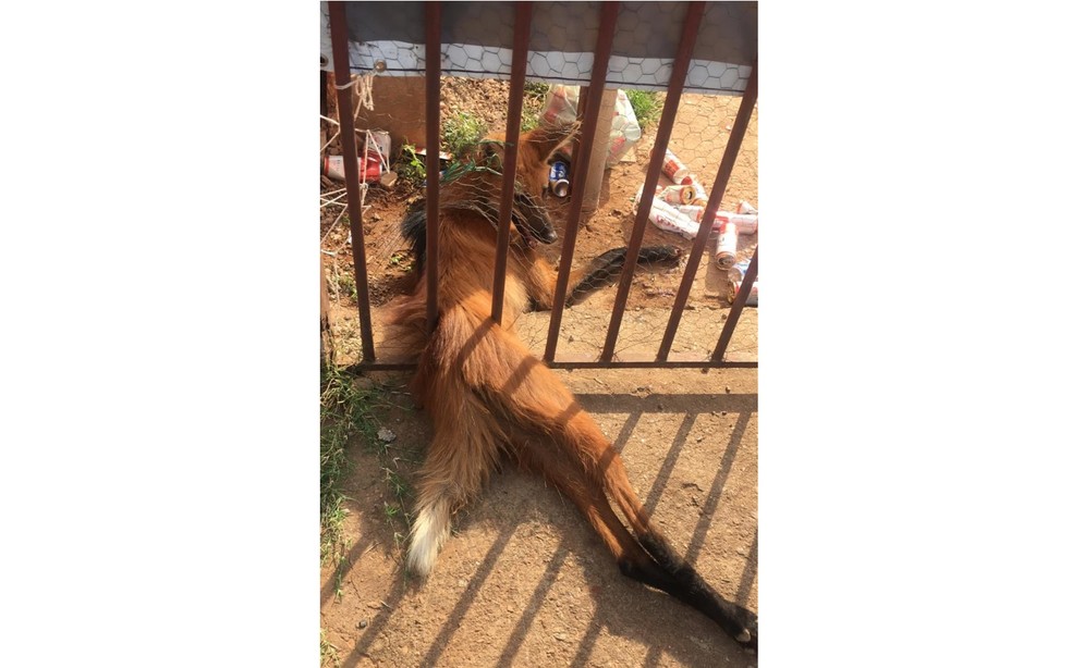 Lobo-guará fica preso em portão de residência em Ceilândia, no Distrito Federal — Foto: Divulgação/PM Ambiental