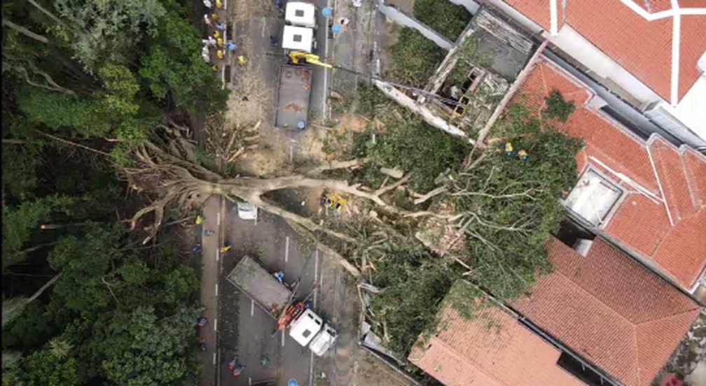 Árvore de 1,5 metros de diâmetro cai em Campinas (SP) — Foto: Sérgio Rovere - Droneros