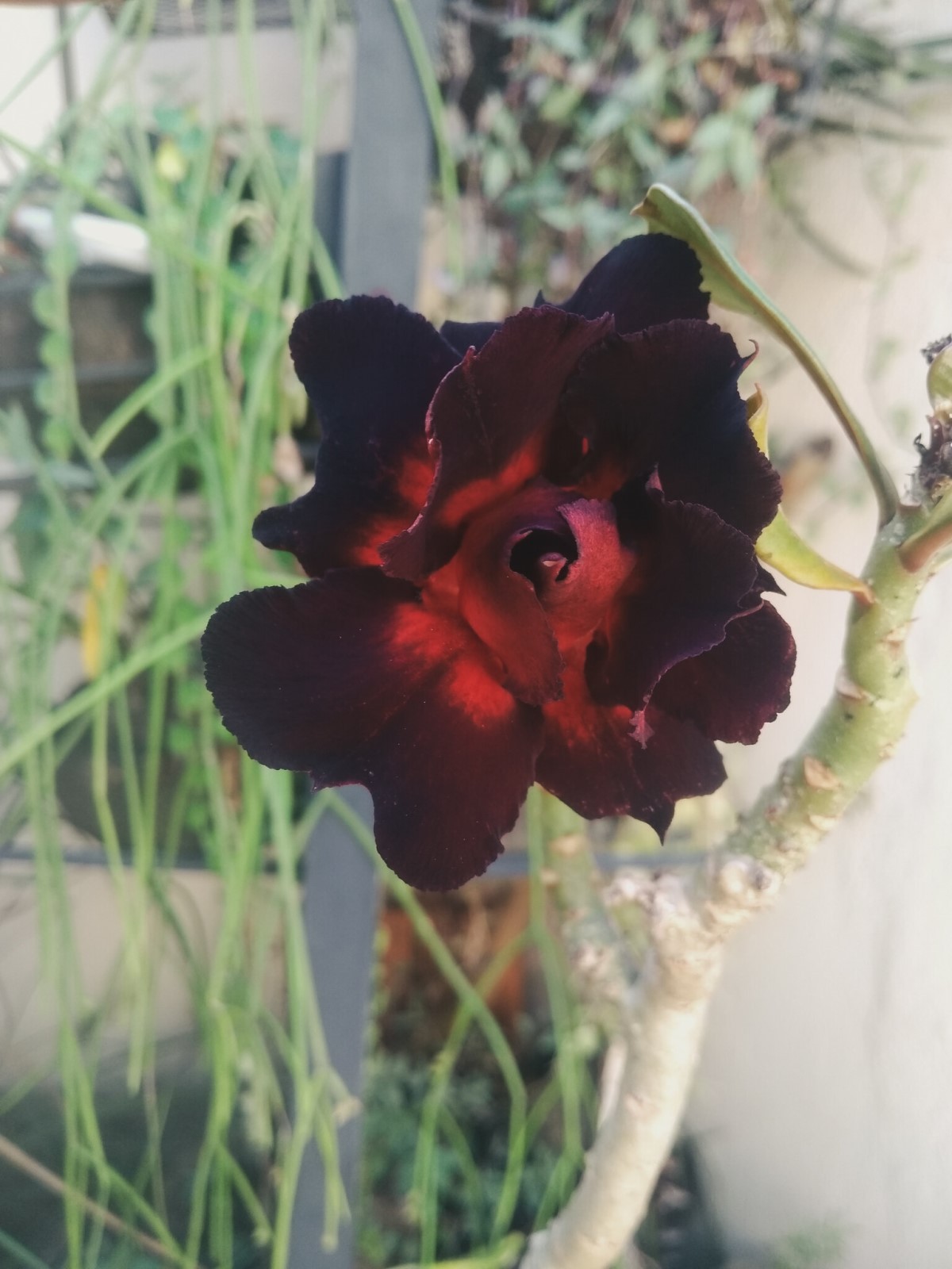 Rosa-do-deserto preta: a flor exótica de beleza singular - Casa e Jardim |  Plantas