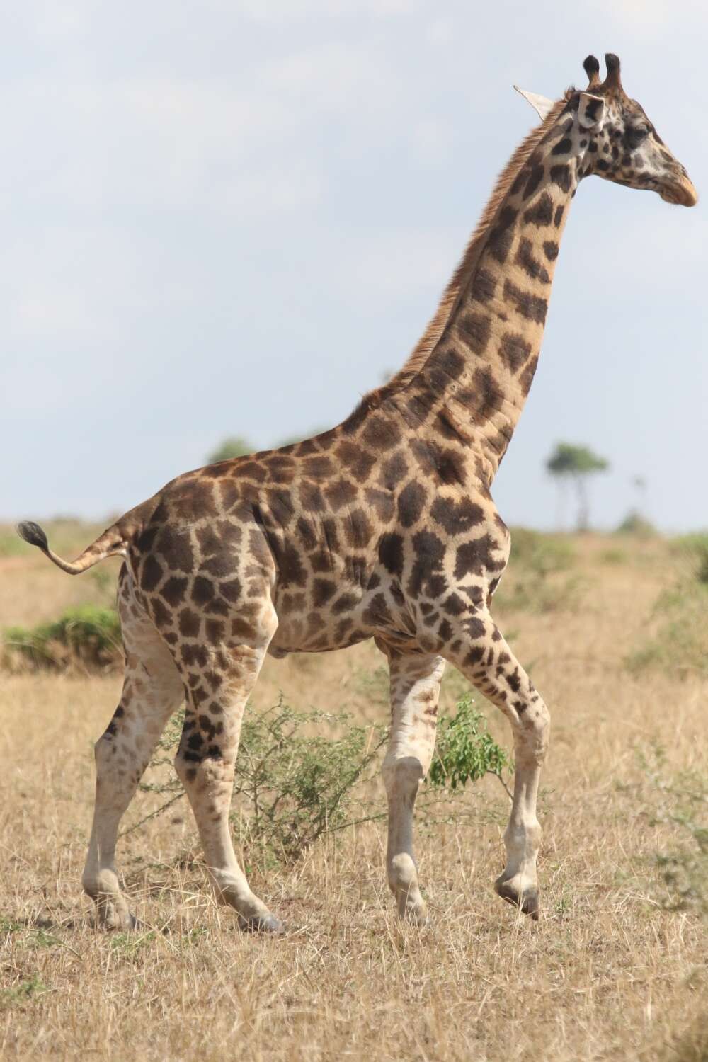 Girafa anã de Uganda  (Foto: Michael B Brown)