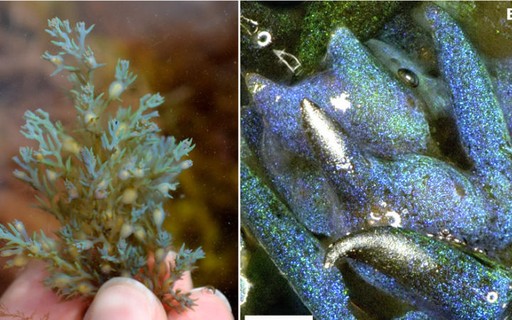 Bolha de algas marinhas com o dobro da largura dos EUA se dirige à