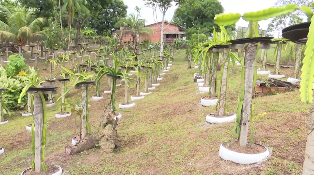 Após provar fruta, produtor rural transforma quintal de casa em plantação com mais de mil pés de pitaya thumbnail