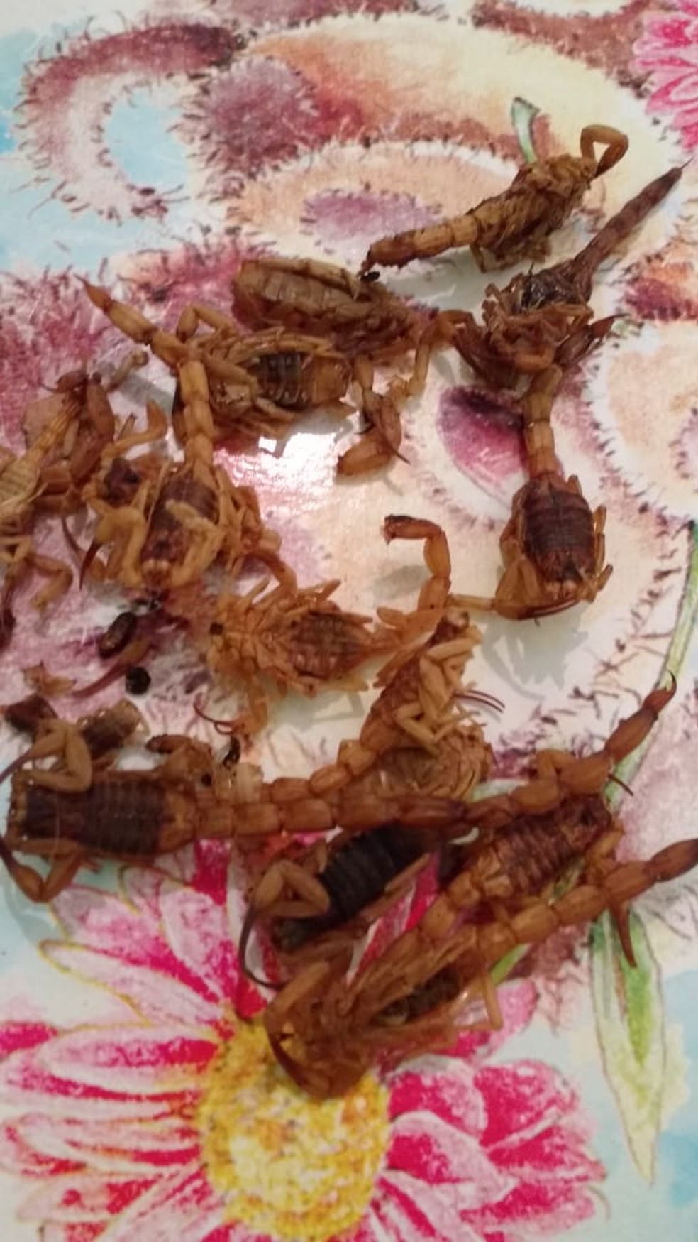Moradores encontram vários escorpiões — Foto: Arquivo Pessoal