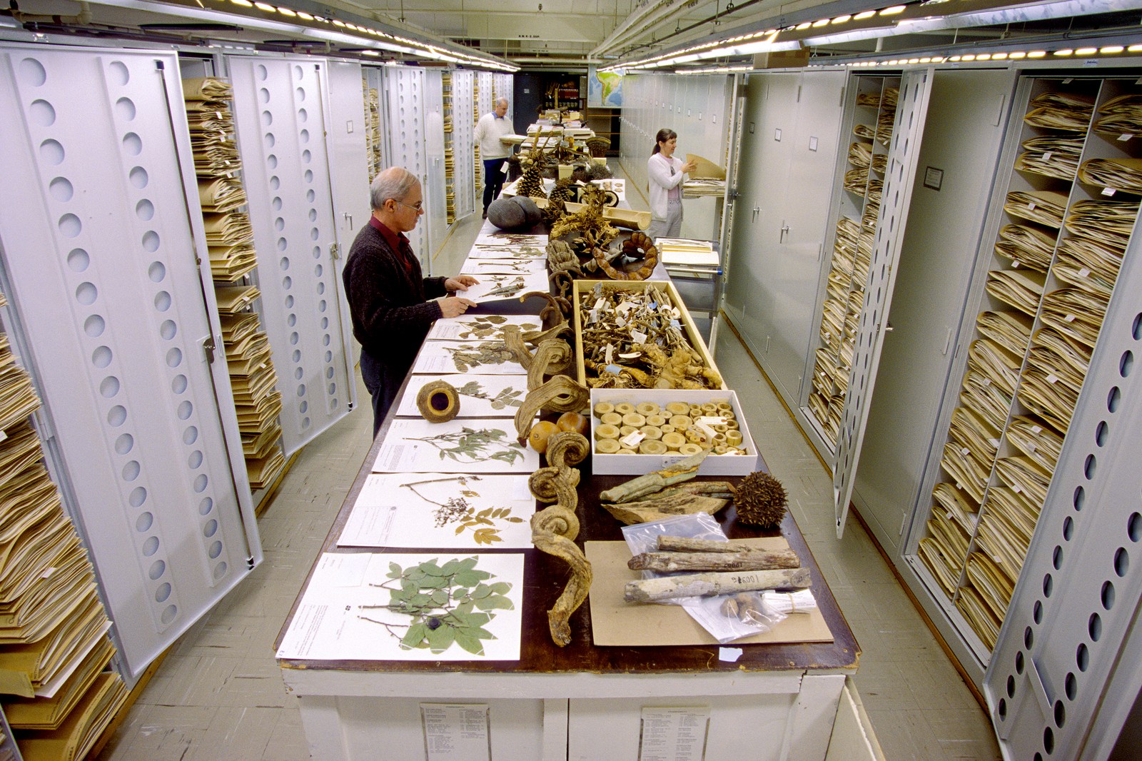 Setor de Botânica do Museu Nacional de História Natural (Foto: Divulgação/Smithsonian Institute)