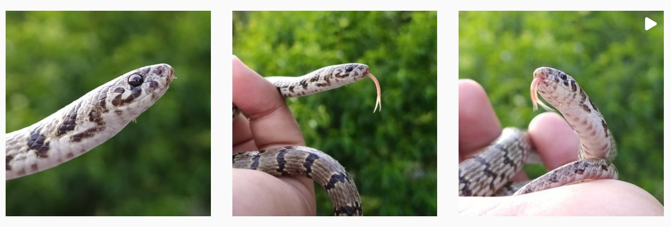 Nova espécie de cobra do Himalaia é descoberta graças a post no Instagram  (Foto: @himalayan_xplorer/Reprodução Instagram)