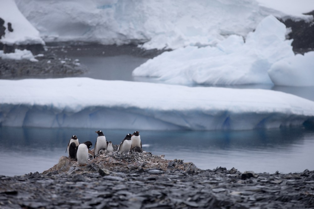  Pinguins na Antártica em foto de janeiro de 2015 (Foto: AP Photo/Natacha Pisarenko, File)
