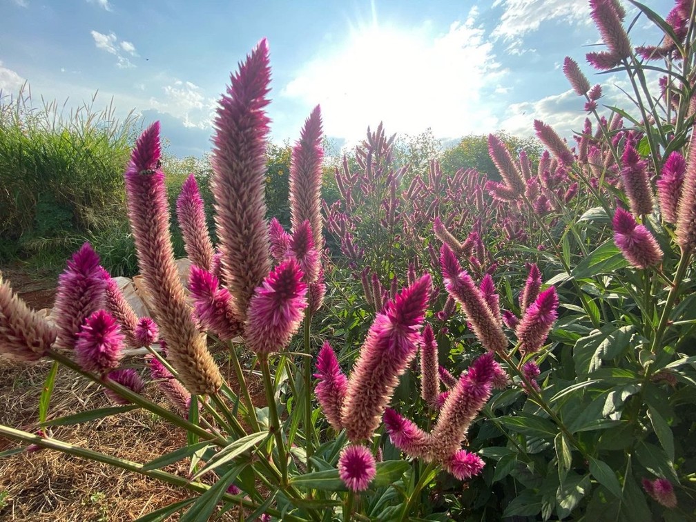 PANC como celósia é encontrada na Amazônia — Foto: Mayara Subtil/Rede Amazônica 