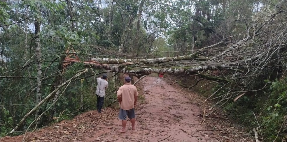 Moradores precisaram desobstruir estrada depois que chuva derrubou árvore em Domingos Martins, ES — Foto: Reprodução