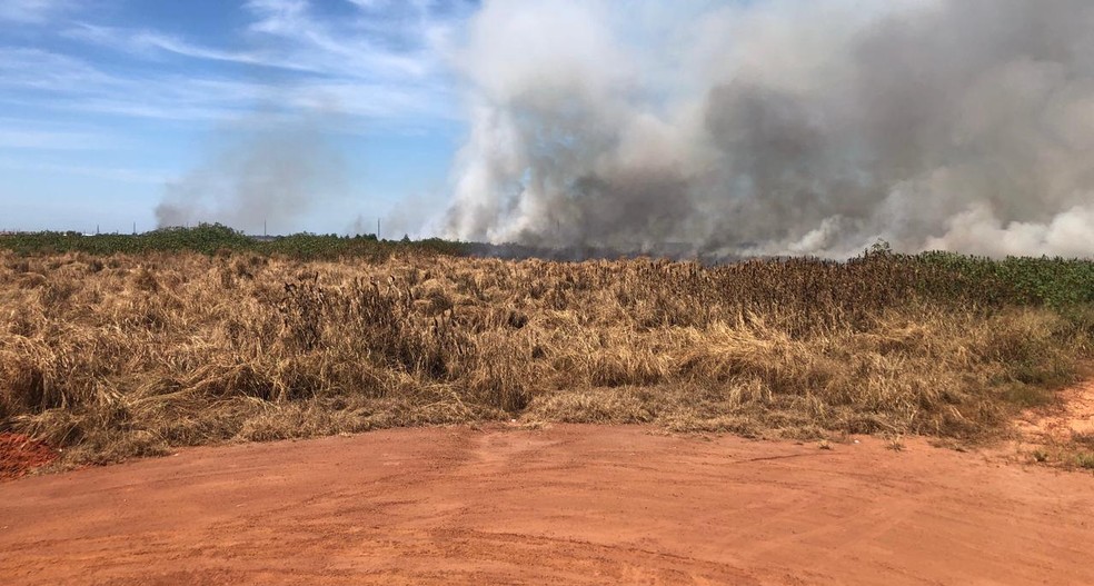 Chamas se alastraram em vegetação — Foto: Corpo de Bombeiros