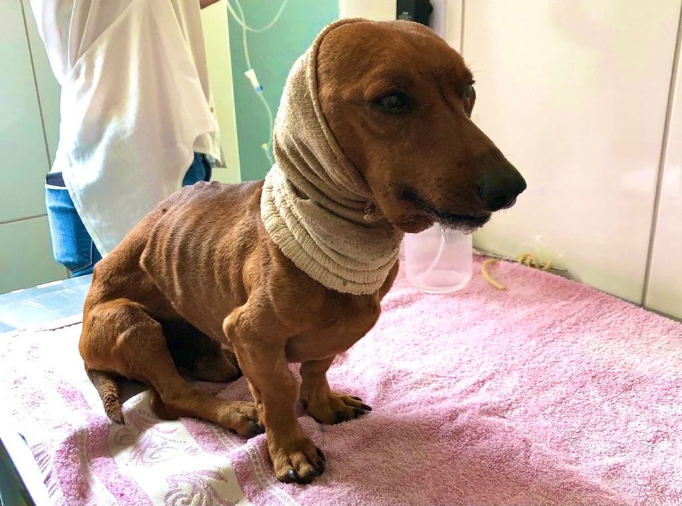 Cachorro que foi enterrado vivo foi resgatado e recebeu atendimento veterinário no Hospital Municipal Pet de Itapetininga (SP) — Foto: União Protetora do Animais de Itapetininga/ Divulgação