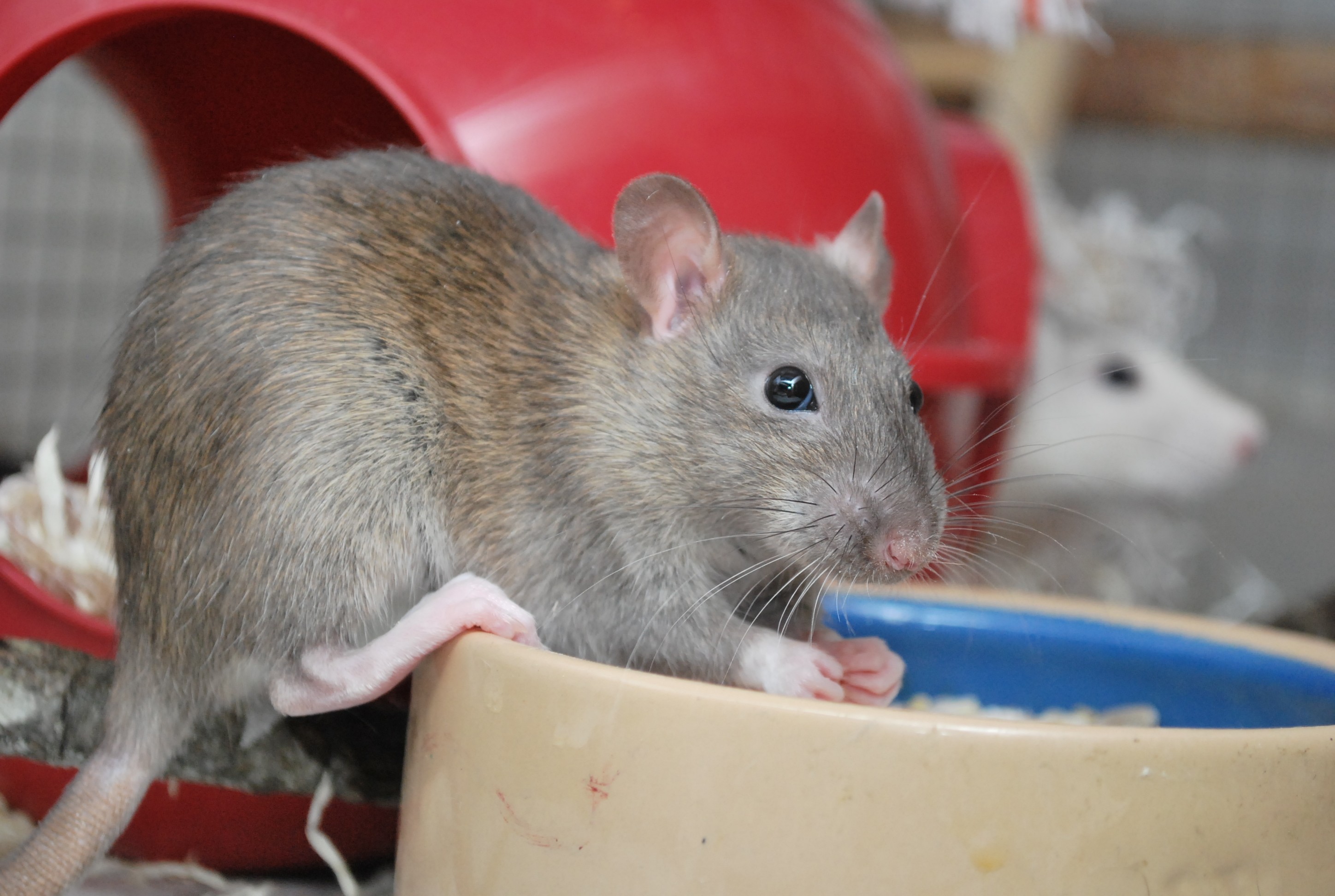 rato (Foto: wikimedia commons)