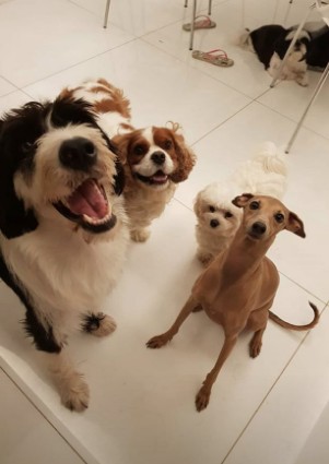 Cachorros de Anitta (Foto: Reprodução Instagram)