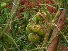 Estiagem ajuda recuperação de lavouras de tomate em SP