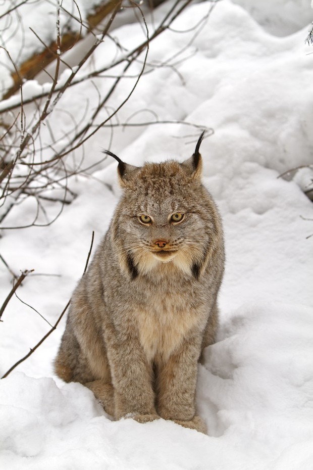 O Lynx canadensis também pode ser encontrado nos EUA (Foto: Michael Zahra / Wikimedia Commons / CreativeCommons)