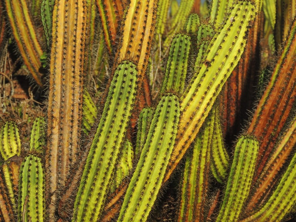 Vegetação típica da Caatinga, em imagem de arquivo — Foto: Miguel de Paula/Acervo Pessoal