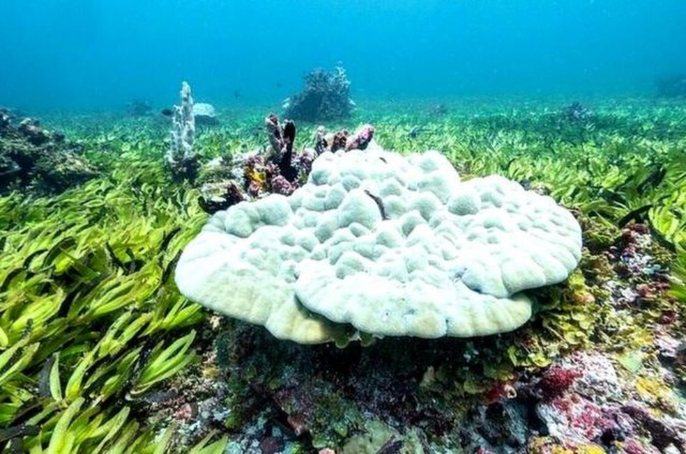 Prados de ervas marinhas no banco de Saya de Malha ajudam o oceano a absorver carbono — Foto: Greenpeace