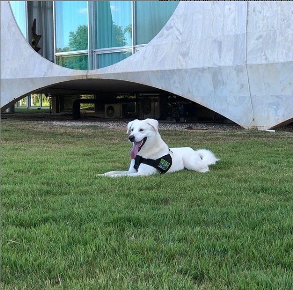 Cachorro adotado por Michelle Bolsonaro — Foto: Instagram/Reprodução
