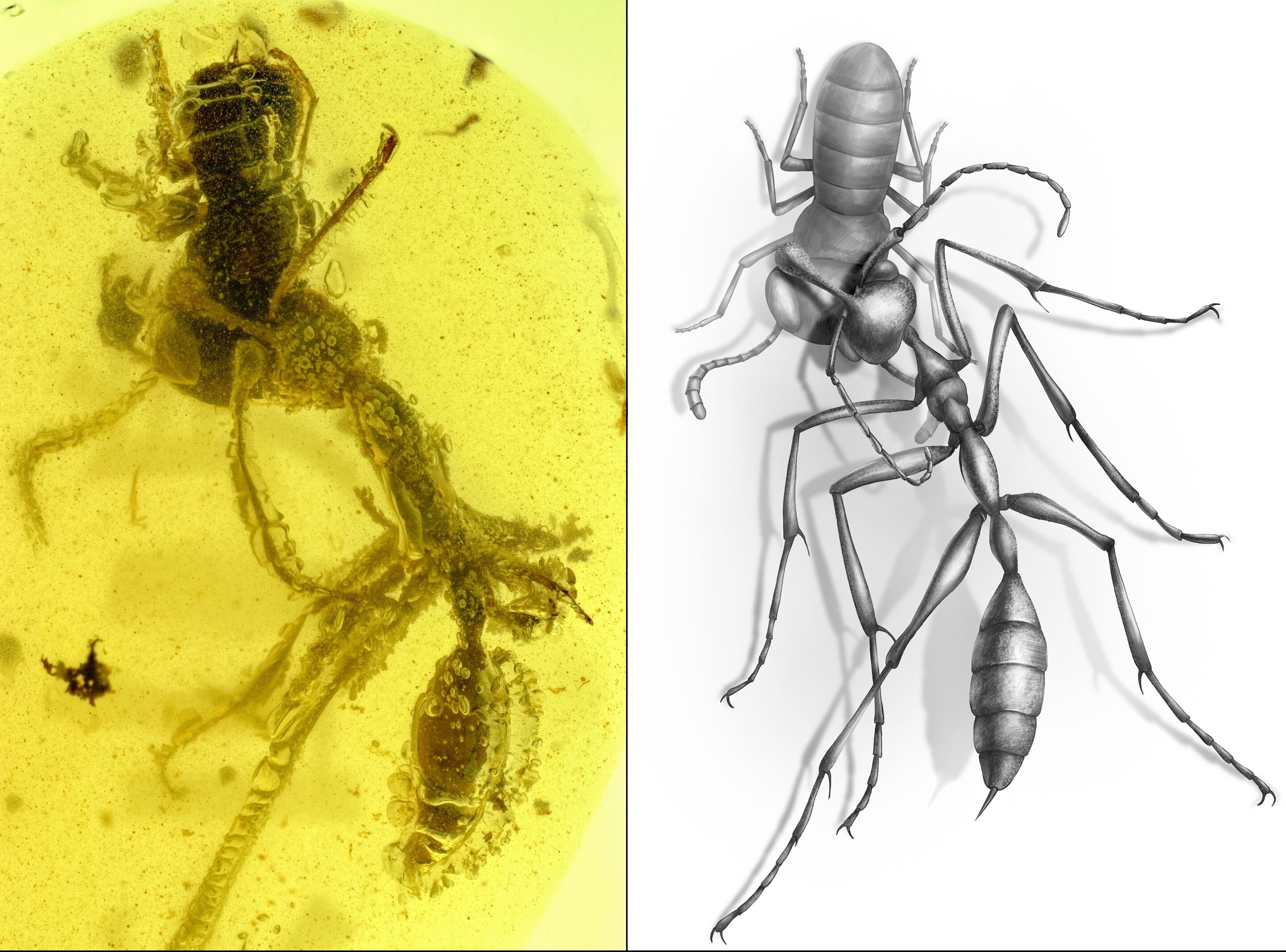 Fóssil de formiga preservado em âmbar revela como a chamada 
