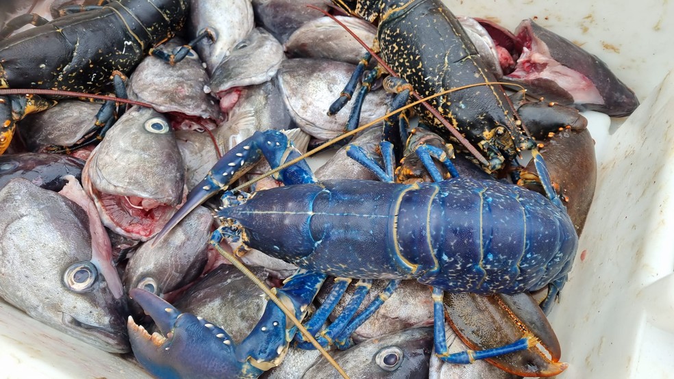 Pescador escocês pesca rara lagosta azul.  — Foto: Ricky Greenhowe/Redes sociais