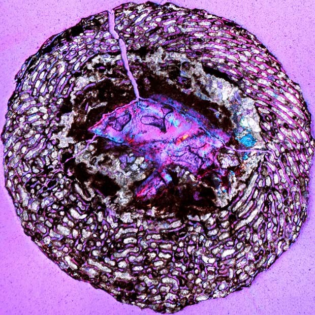 Embrião de dinossauro encontrado na China, visto com um filtro que deixa a imagem com tons de roxo (Foto: AP Photo/Universidade de Toronto, A. LeBlanc)