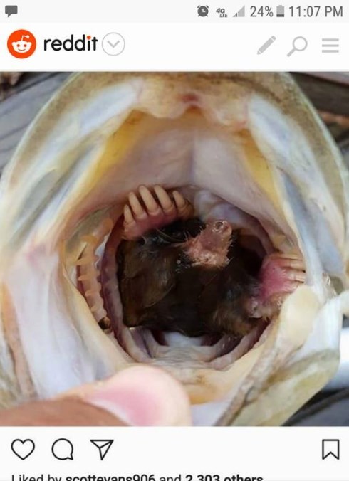 Uma toupeira dentro da boca de um peixe