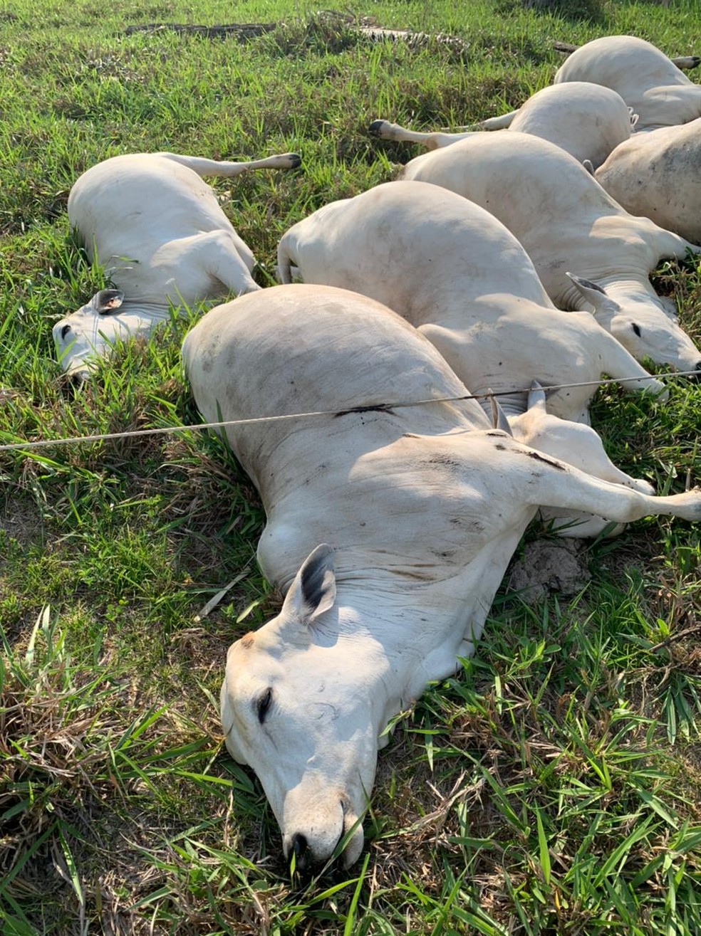 Gados morrem após fio de alta tensão cair em cerca no pasto em Rondônia — Foto: Matheus Amaro / arquivo pessoal