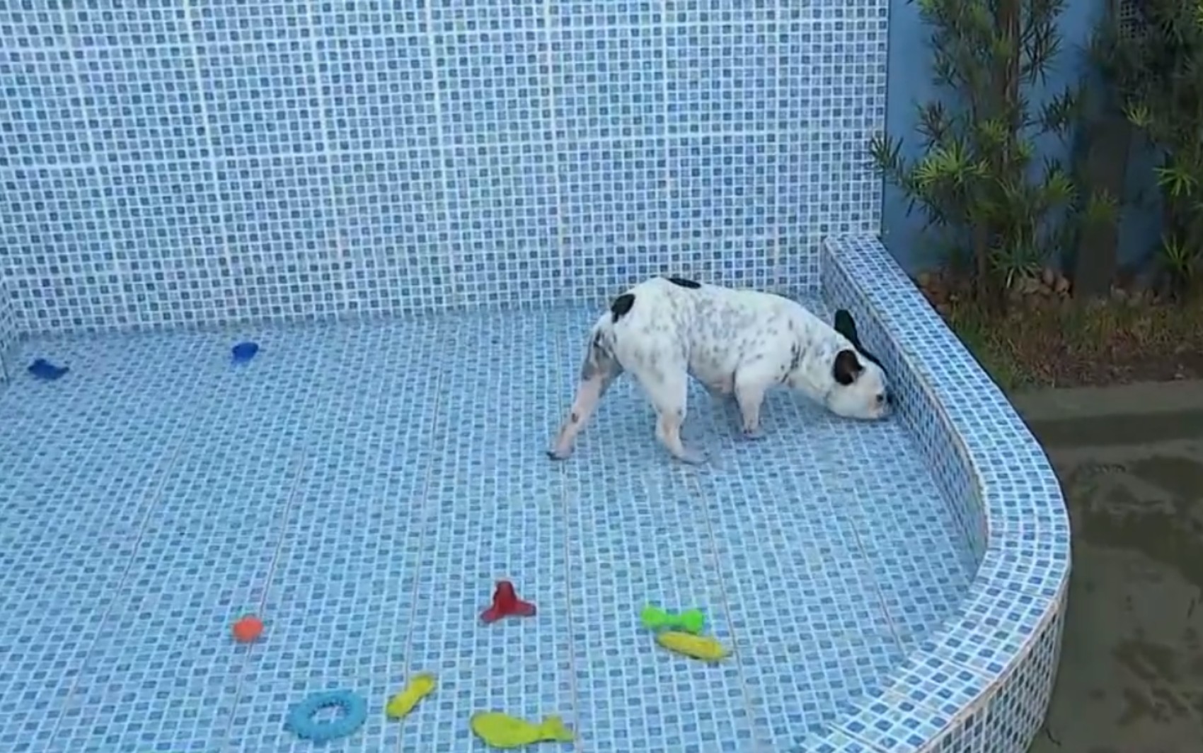 🔥Calor extremo: que cuidados devem ser adotados com pets nos dias quentes?
