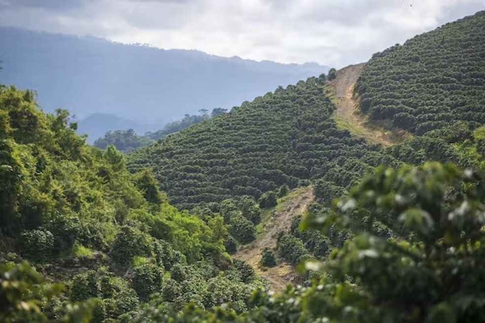 O processo de produção de café é um dos principais contribuintes da pegada de carbono do café devido à irrigação intensiva, sistemas de fertilização e pesticidas adotados — Foto: AP/Moises Castillo