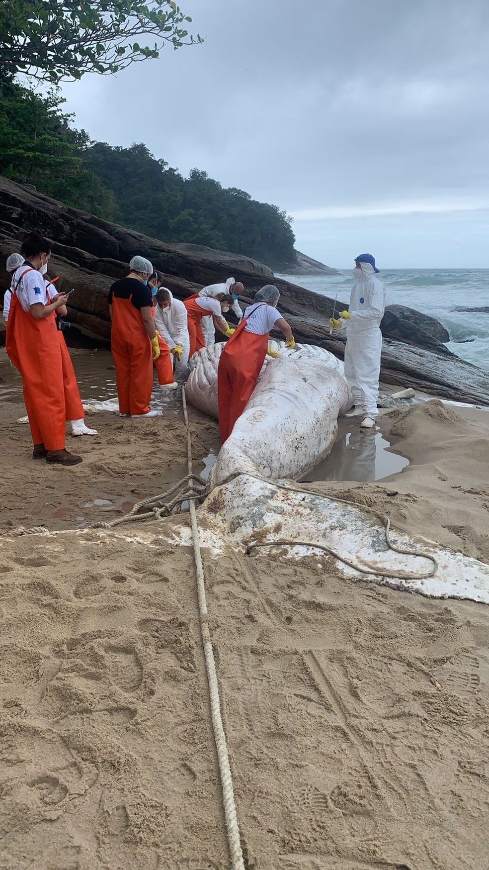 Baleia jubarte em decomposição é encontrada na Praia Vermelha em Ubatuba — Foto: Divulgação/ Instituo Argonauta