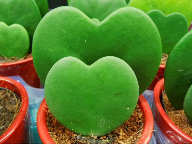 Hoya-Kerrii-suculenta-coração (Foto: Reprodução/Pinterest)