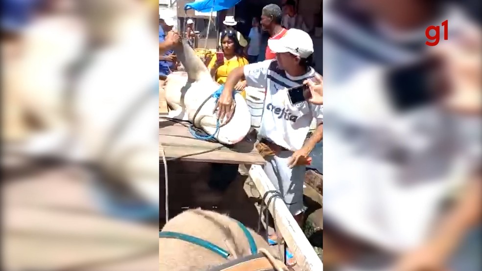 Tubarão de dois metros é encontrado em São José de Ribamar — Foto: Reprodução/Redes sociais