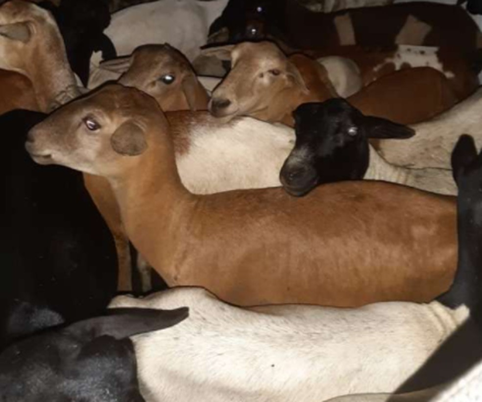 PM apreendeu cabras roubadas de sítio em Caucaia — Foto: SSPDS/Divulgação