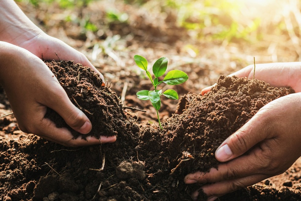 O plantio de árvores gera espírito de comunidade e só faz bem para a cidade. Mas é preciso respeitar algumas regras. — Foto: lovelyday12/ iStock