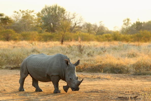 Rinoceronte (Foto: Cameron Spencer/Getty Images)